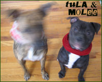 tula & molee